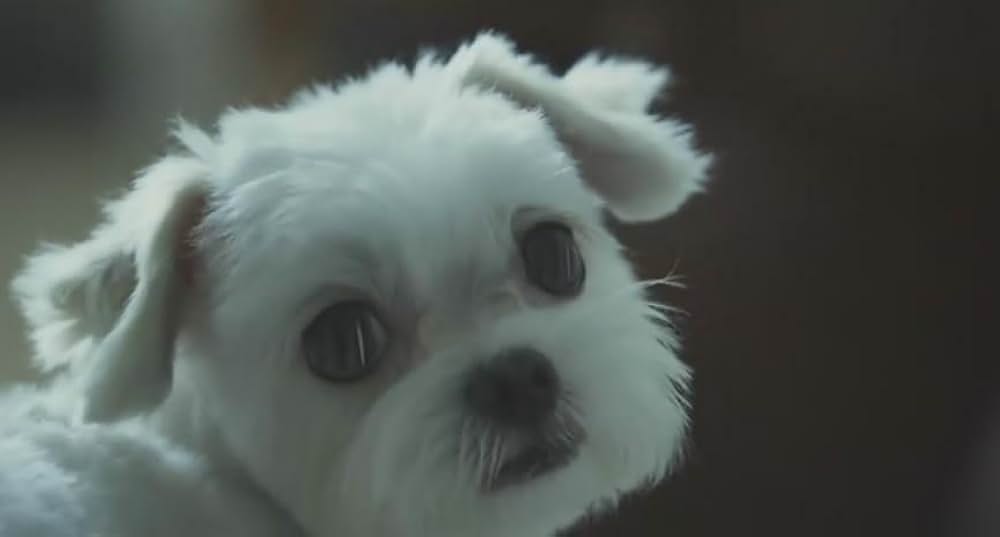 犬とあなたの物語 いぬのえいがの画像