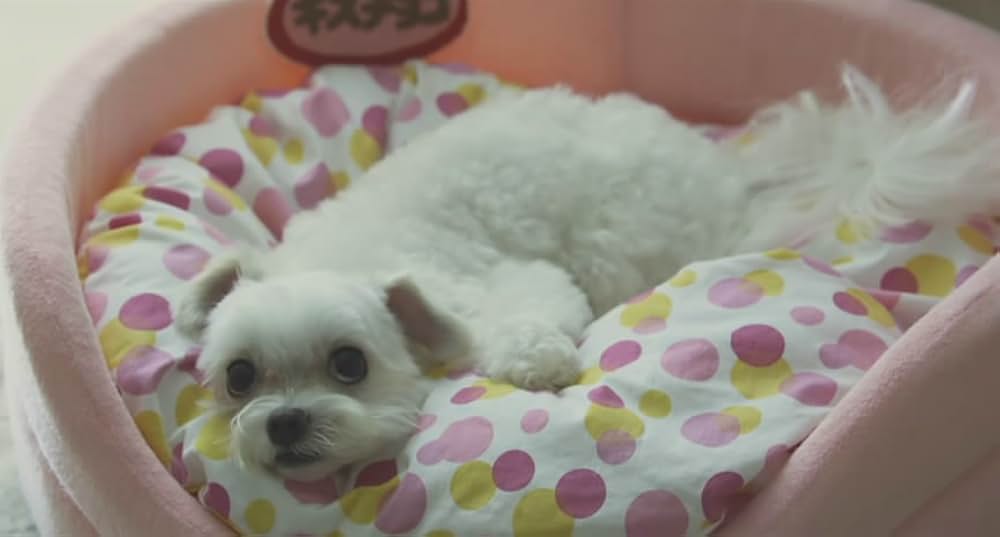 犬とあなたの物語 いぬのえいがの画像