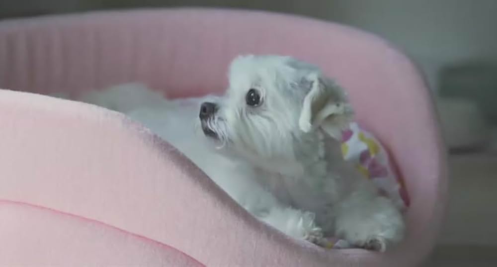 犬とあなたの物語 いぬのえいがの画像