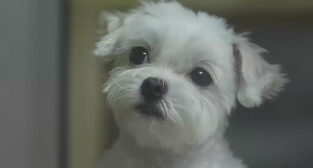 犬とあなたの物語 いぬのえいがの画像