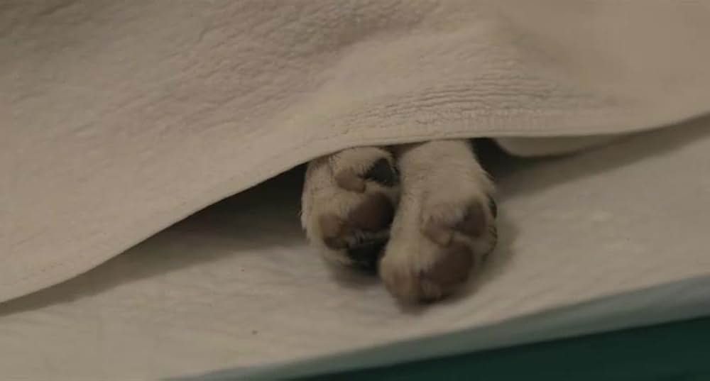 犬とあなたの物語 いぬのえいがの画像