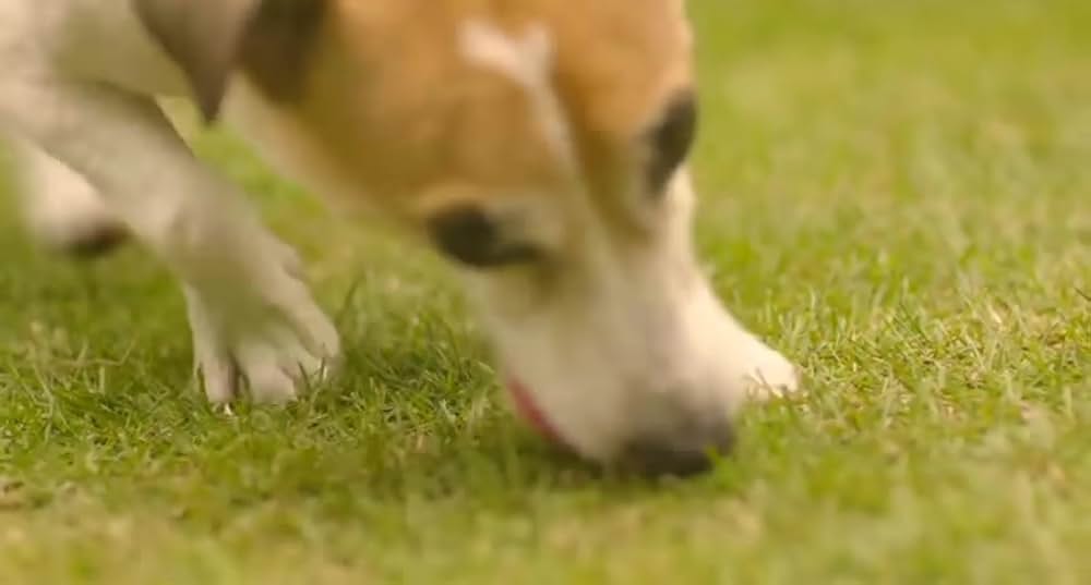 犬とあなたの物語 いぬのえいがの画像