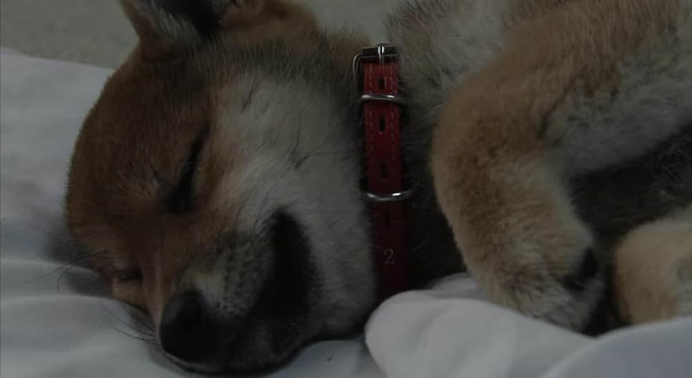 犬とあなたの物語 いぬのえいがの画像