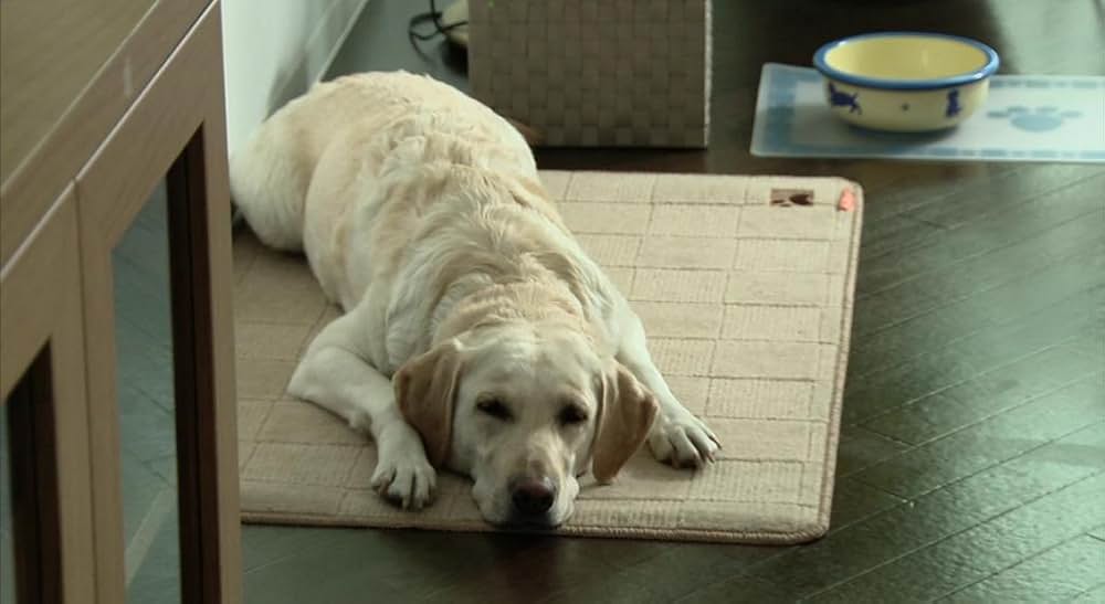 犬とあなたの物語 いぬのえいがの画像