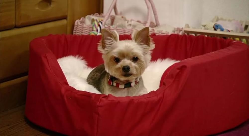 犬とあなたの物語 いぬのえいがの画像