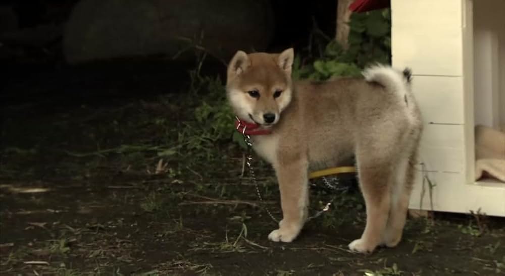 犬とあなたの物語 いぬのえいがの画像