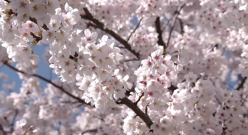 犬とあなたの物語 いぬのえいがの画像