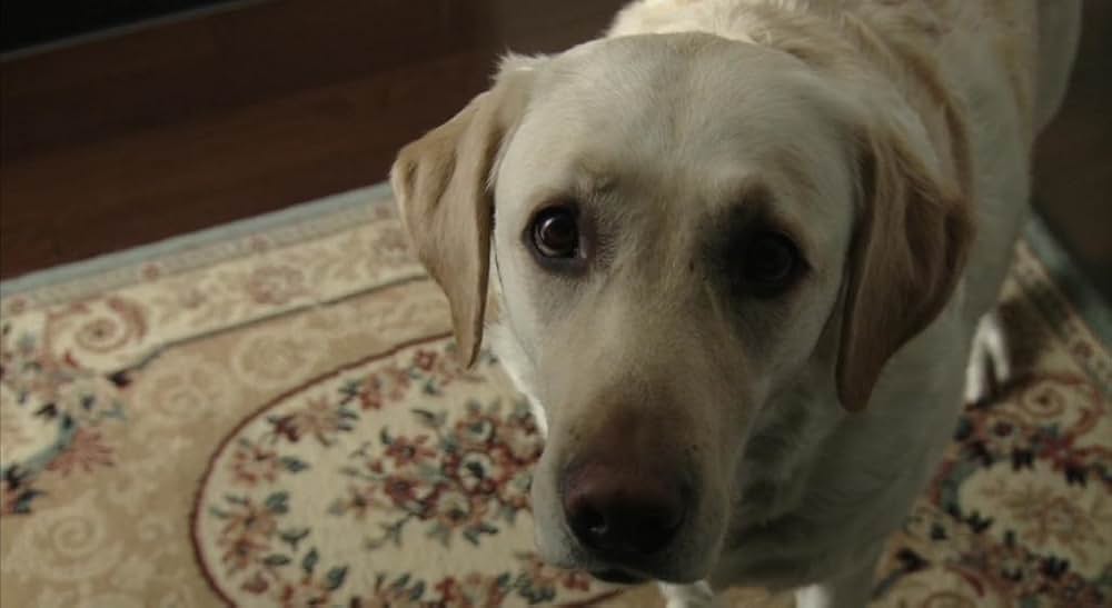 犬とあなたの物語 いぬのえいがの画像