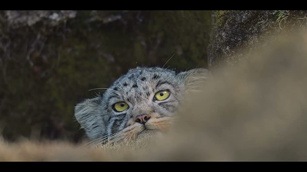 ベルベット・クイーン ユキヒョウを探しての画像