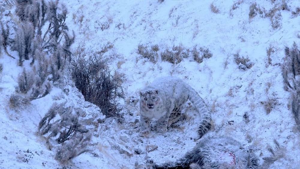 ベルベット・クイーン ユキヒョウを探しての画像