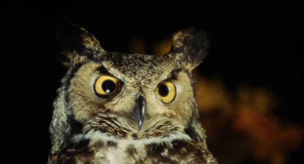 泳ぐひとの画像