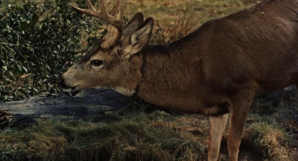 泳ぐひとの画像