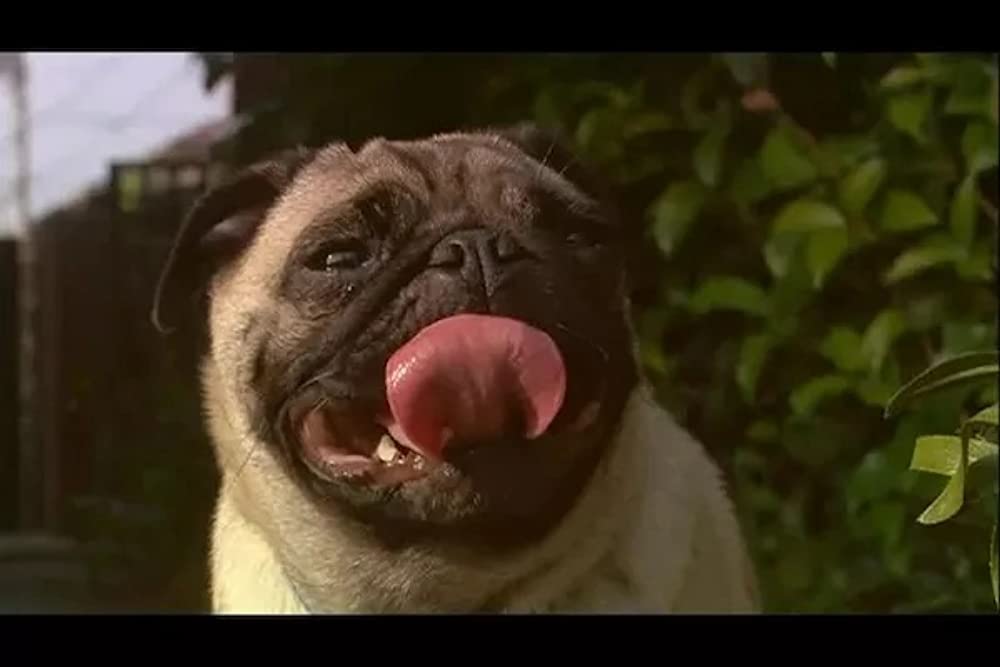 いぬのえいがの画像