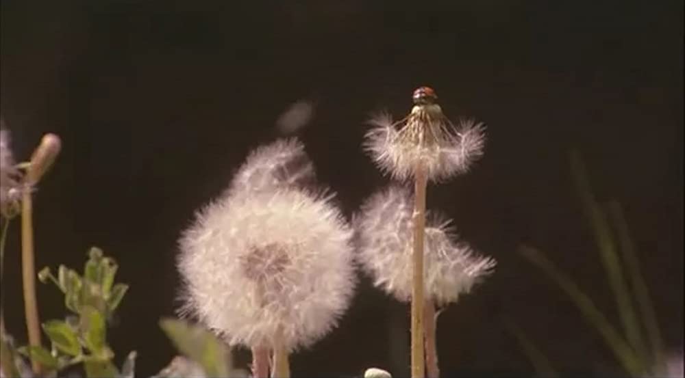 いぬのえいがの画像