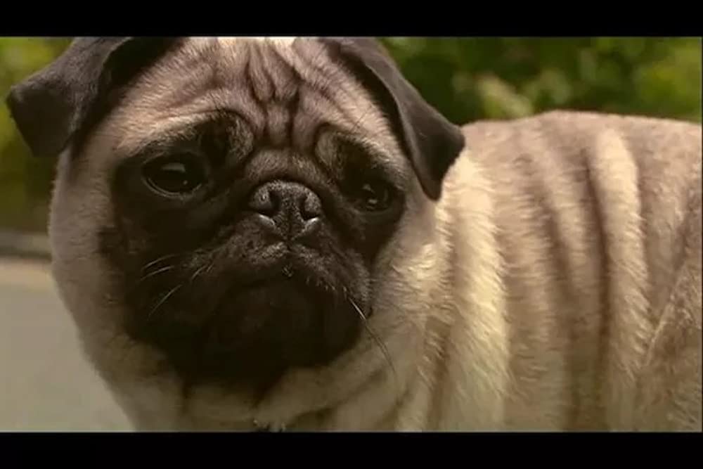 いぬのえいがの画像