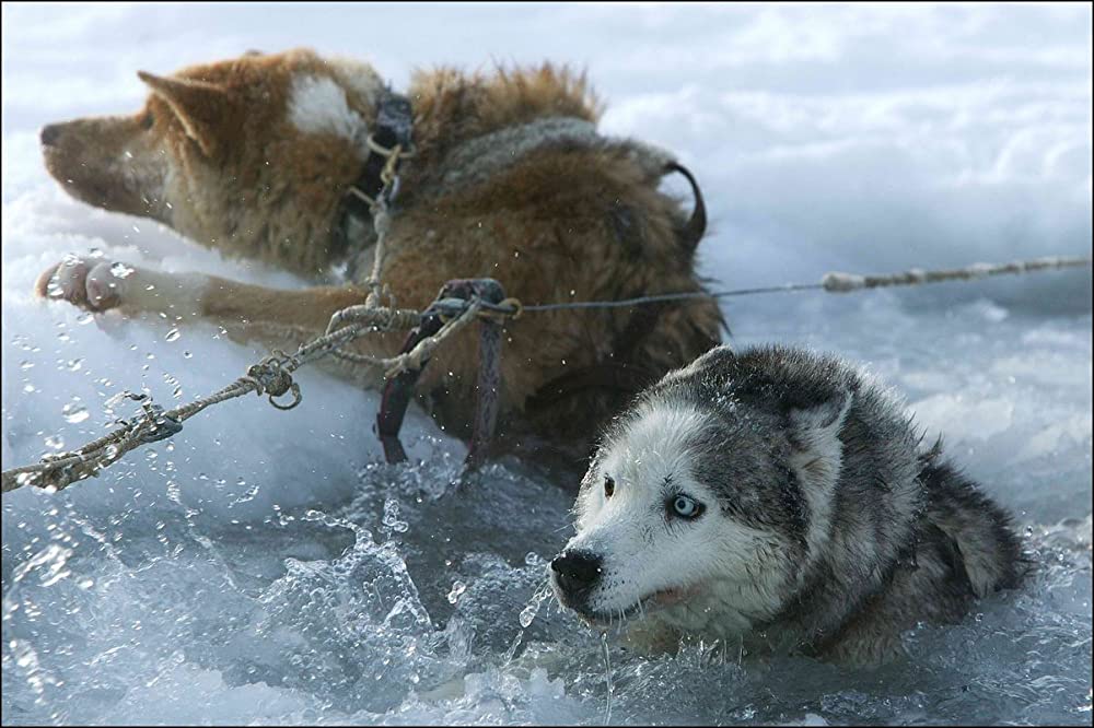 「狩人と犬、最後の旅」の画像