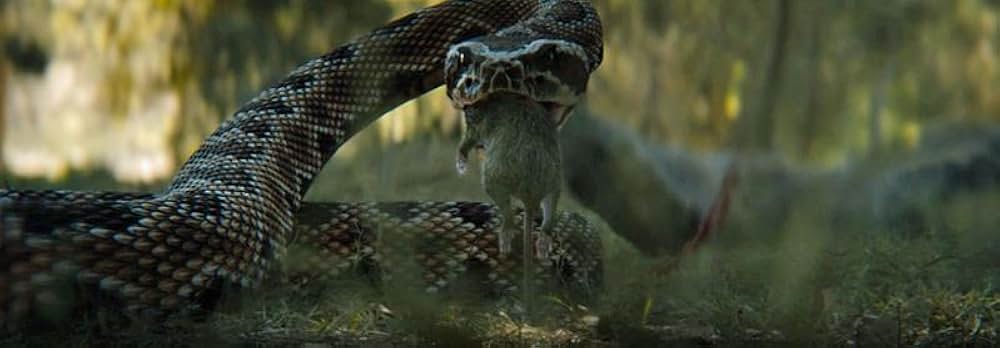 プレデター：ザ・プレイの画像