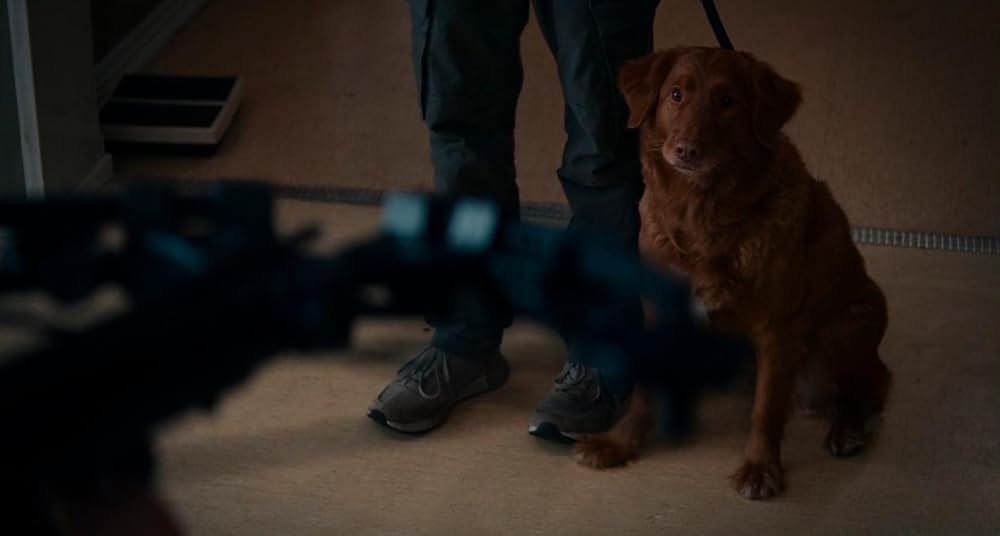 デュアルの画像