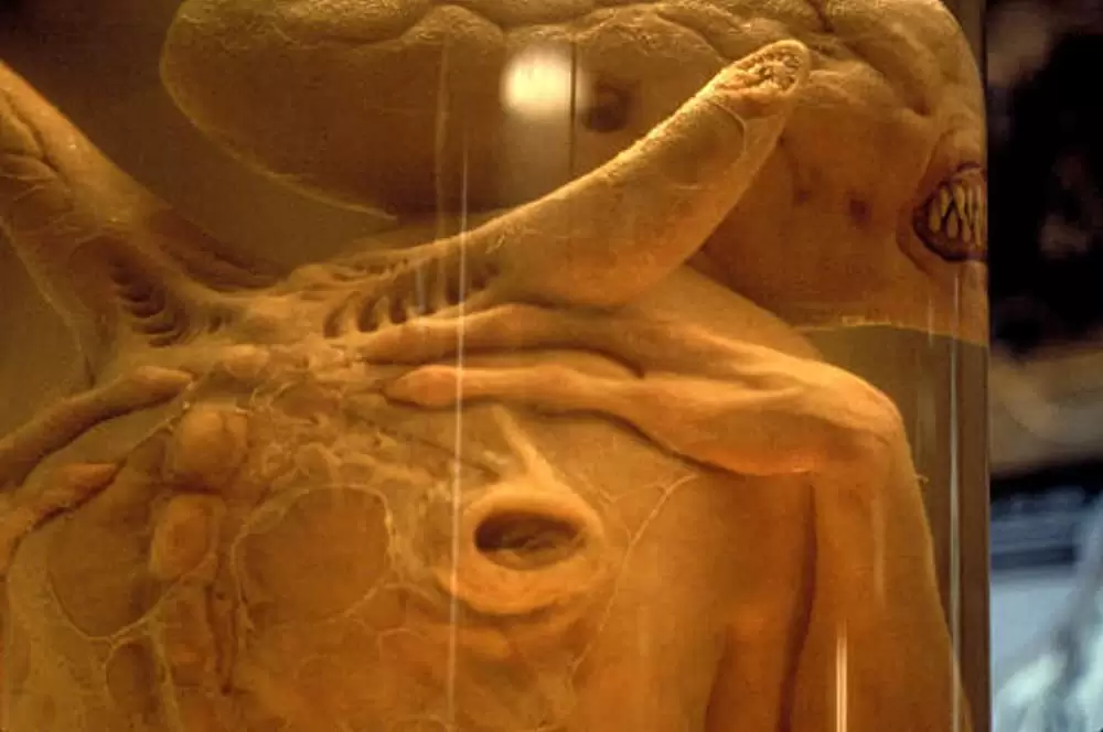 エイリアン4の画像