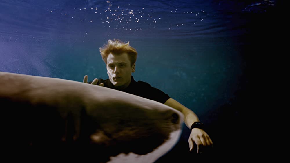 サメストーカーの画像