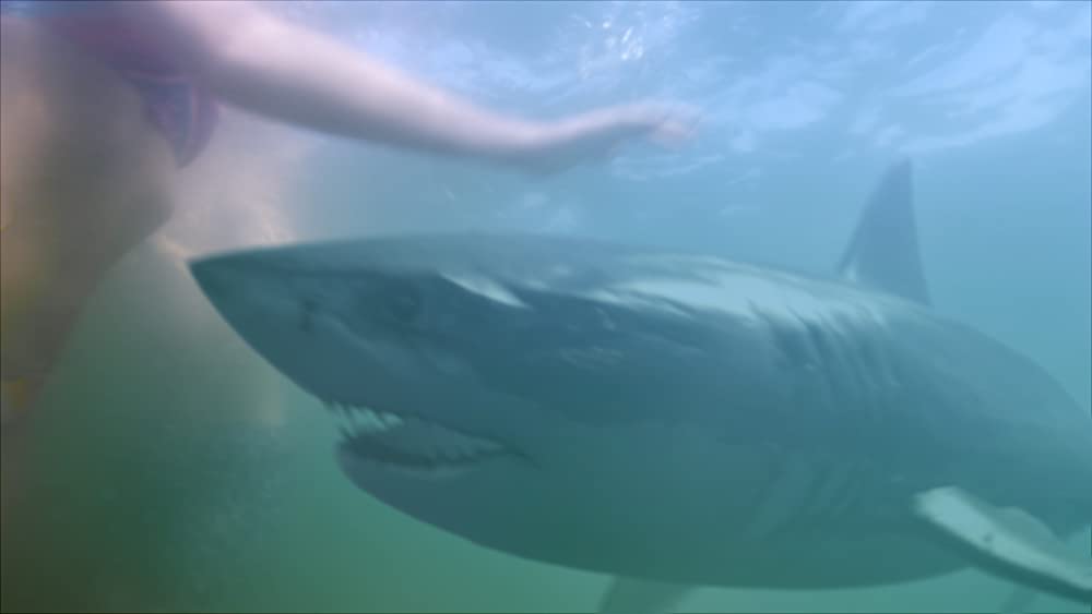 サメストーカー ビギニングの画像