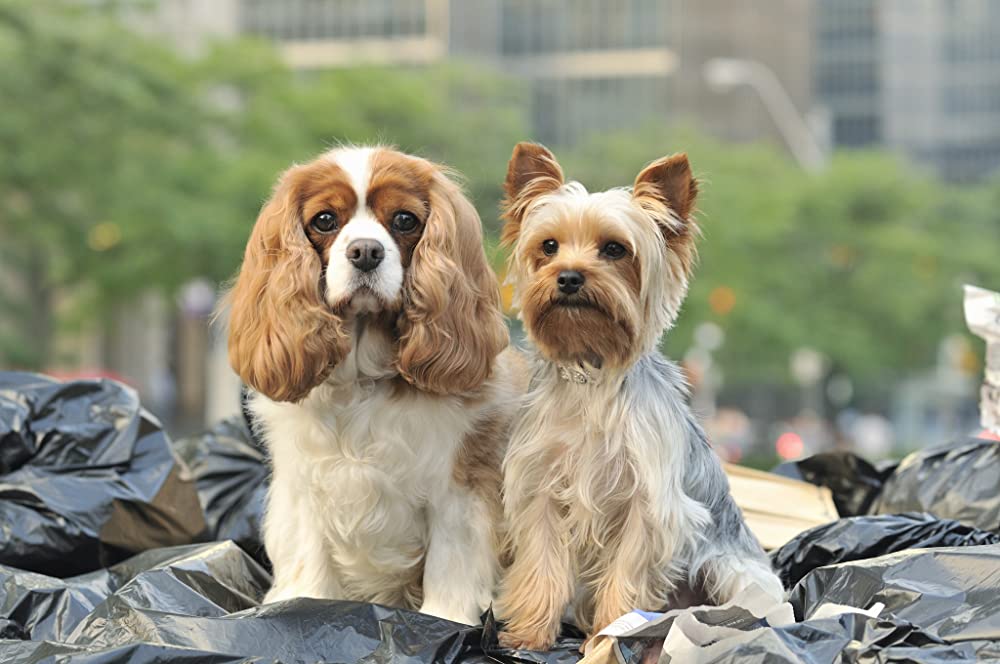 シャーペイのファビュラス・アドベンチャーの画像