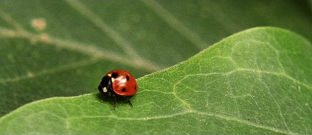 エコールの画像