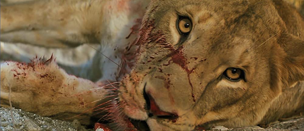 ロアーズの画像