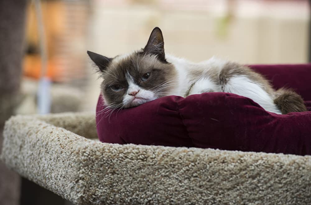 グランピーキャットの最低で最高のクリスマスの画像