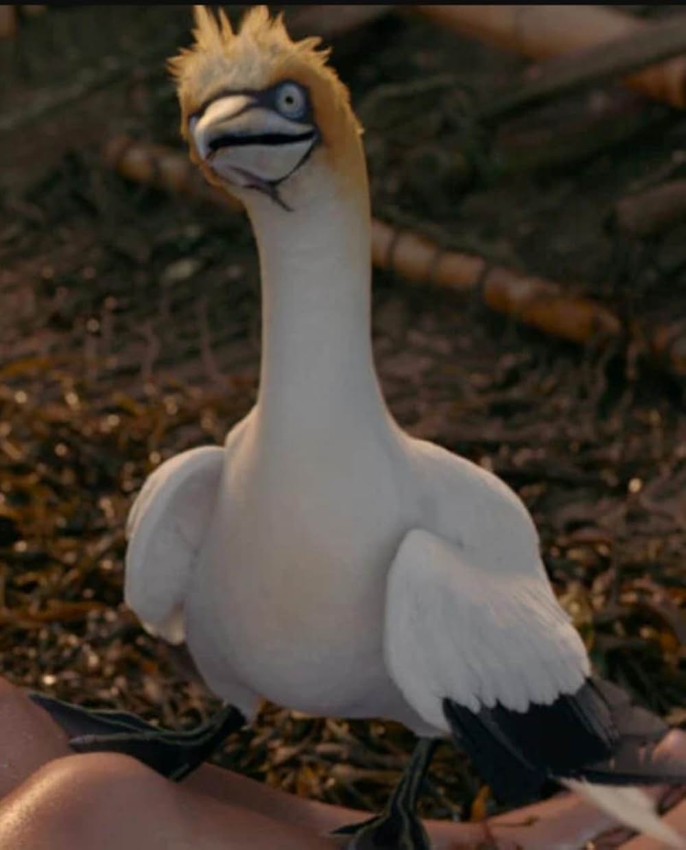 リトル・マーメイドの画像