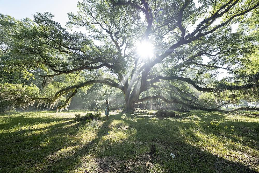 ザリガニの鳴くところの画像