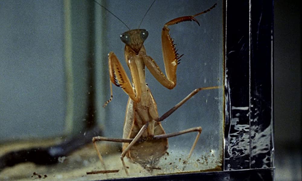 ワンダーウォールの画像