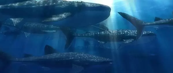 海獣の子供の画像