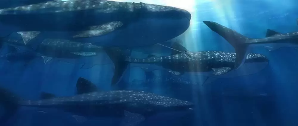 海獣の子供の画像