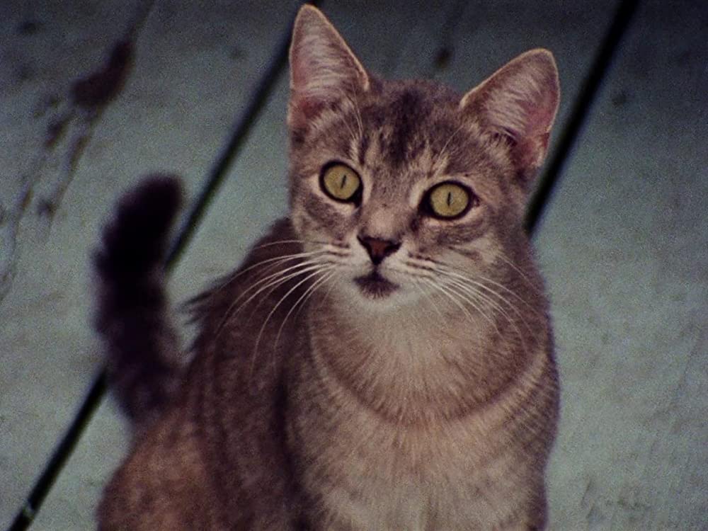 グレイ・ガーデンズの画像