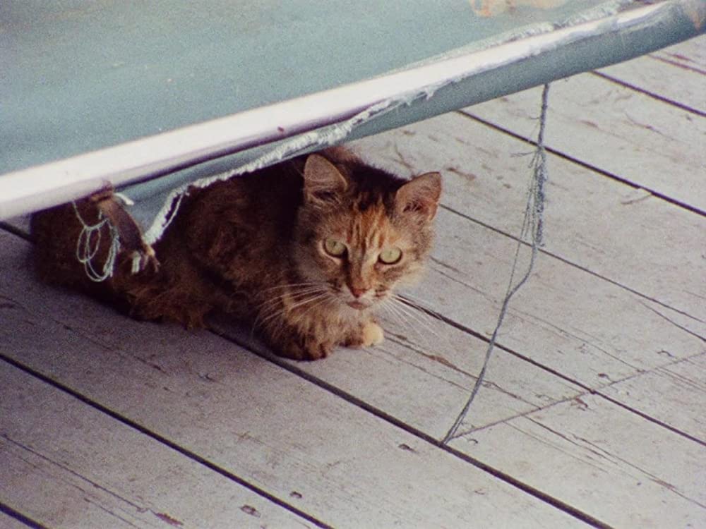 グレイ・ガーデンズの画像