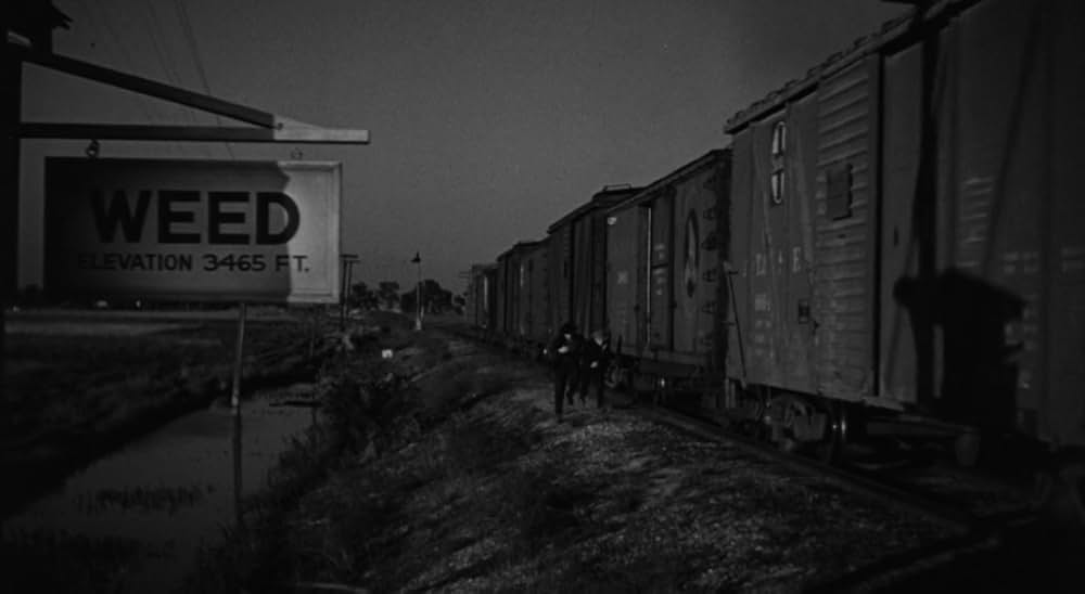 廿日鼠と人間の画像