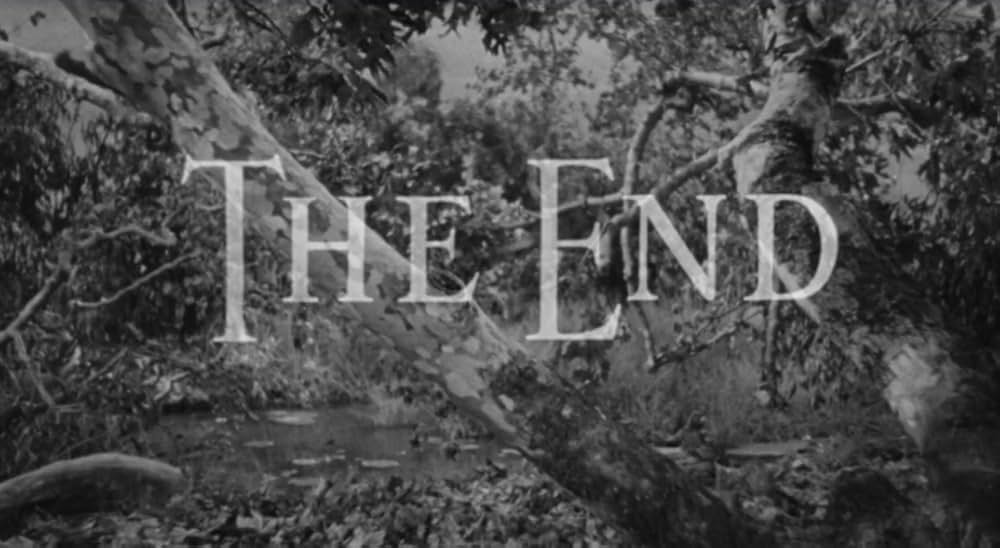 廿日鼠と人間の画像