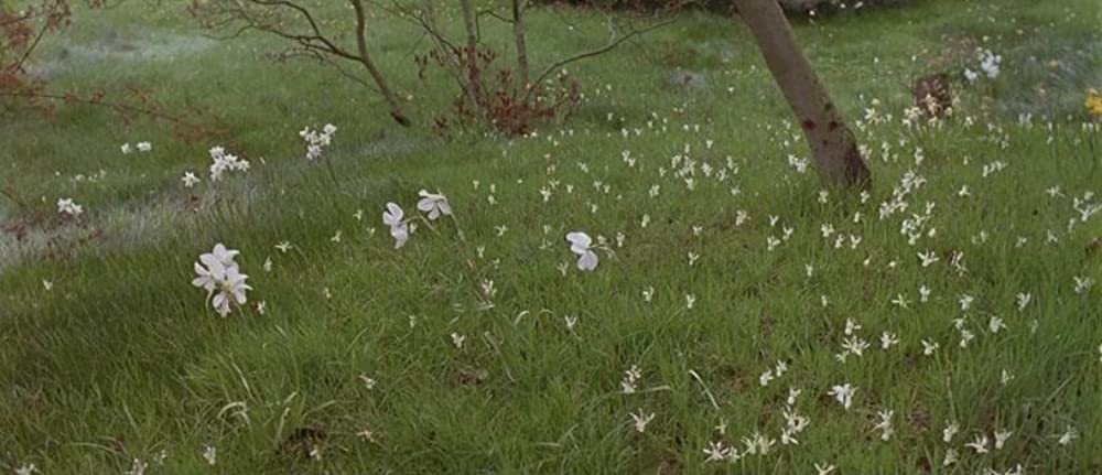 ハワーズ・エンドの画像