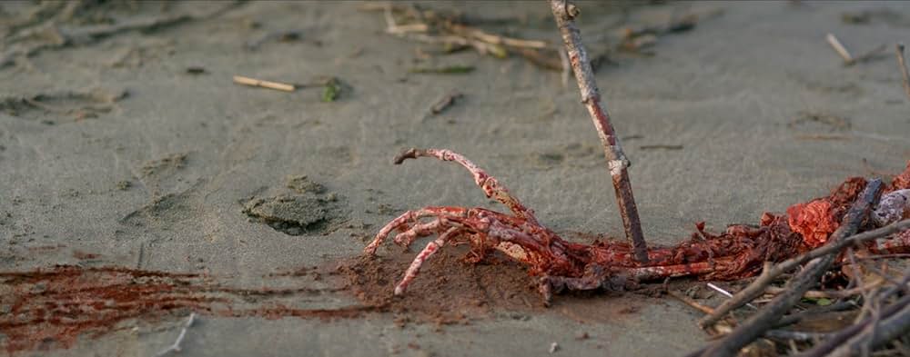 キラーカブトガニの画像