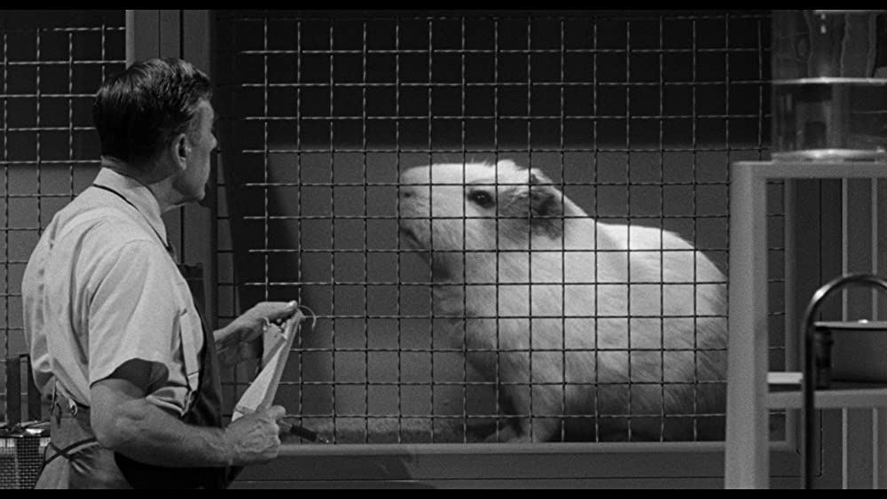 「世紀の怪物／タランチュラの襲撃」レオ・G・キャロルの画像