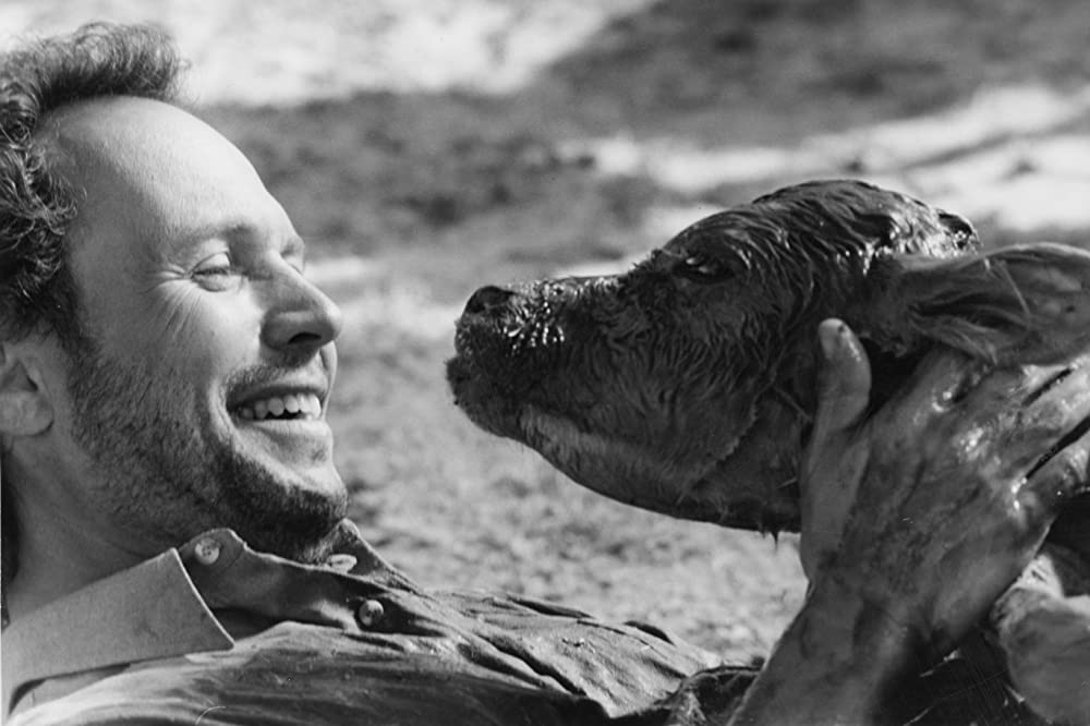 シティ・スリッカーズの画像