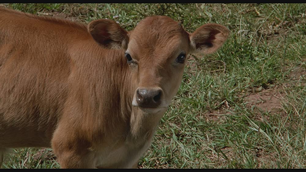 シティ・スリッカーズの画像
