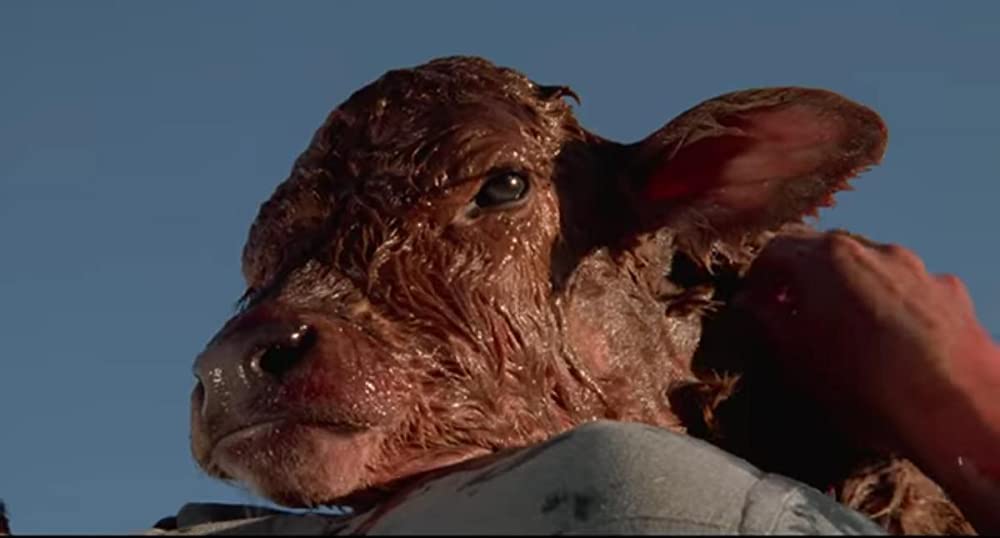 シティ・スリッカーズの画像