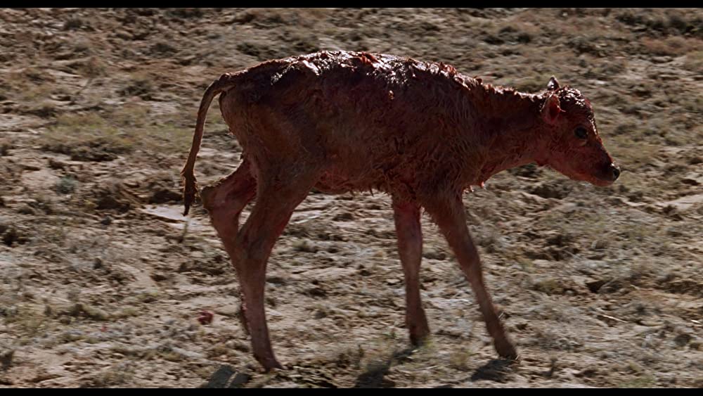 シティ・スリッカーズの画像