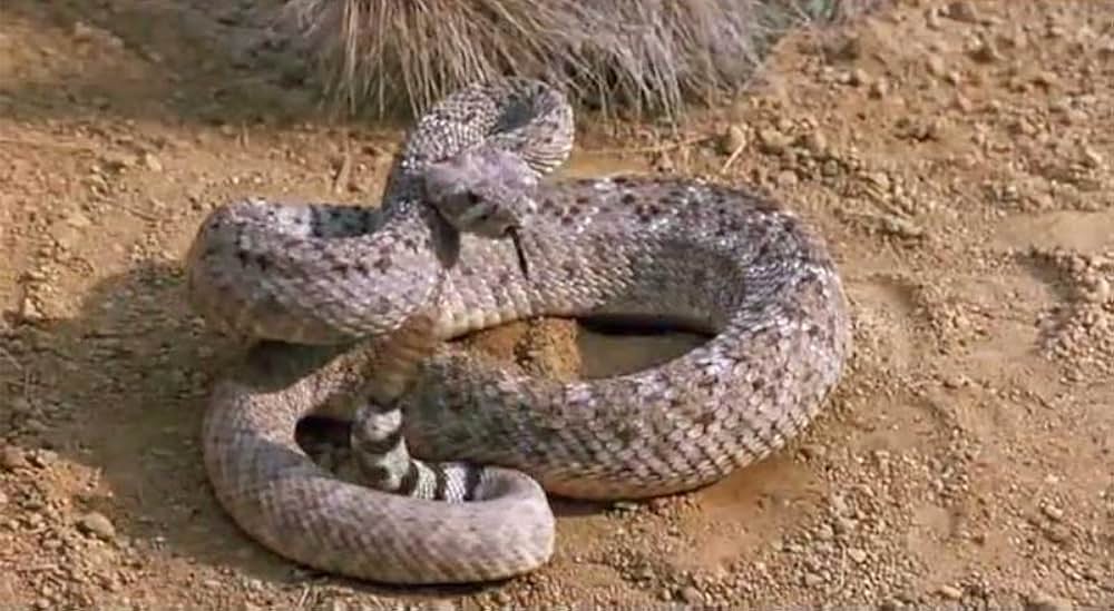 シティ・スリッカーズ2／黄金伝説を追えの画像