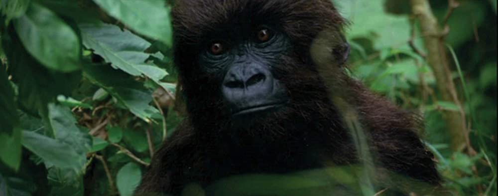 ハーモニーベイの夜明けの画像