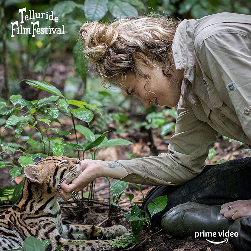 ワイルドキャットの画像