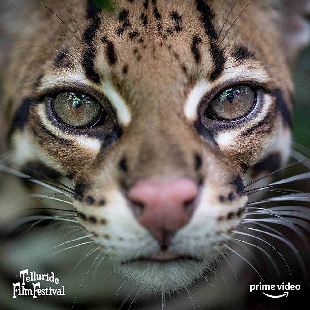 ワイルドキャットの画像