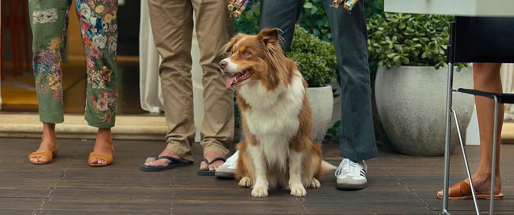 恋するプリテンダーの画像